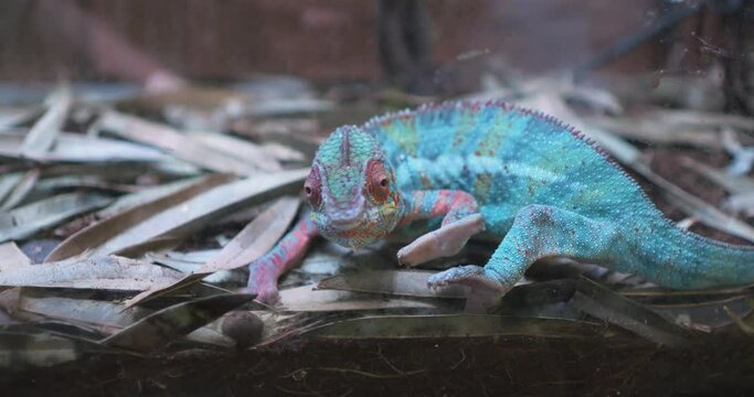 Colorful Chameleon in its Natural Habitat surrounded by green, blue, and red environment