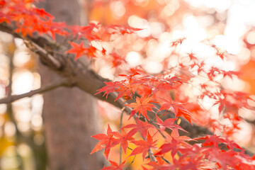 Beautiful autumn landscape.Falling maple leaf seasons.Maple leaves turn yellow, orange, red in autumn at Kyoto,Japan.