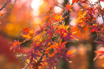 Beautiful autumn landscape.Falling maple leaf seasons.Maple leaves turn yellow, orange, red in autumn at Kyoto,Japan.