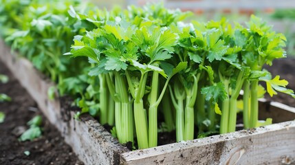 Obraz premium Celery growing in a raised bed garden, demonstrating urban gardening techniques, ideal for modern agriculture concepts, isolated white background
