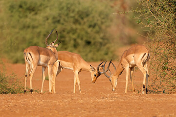Male impala antelopes (Aepyceros melampus) fighting, Kruger National Park, South Africa.