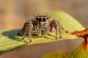A jumping spider (Family Salticidae) sitting on a leaf, South Africa.