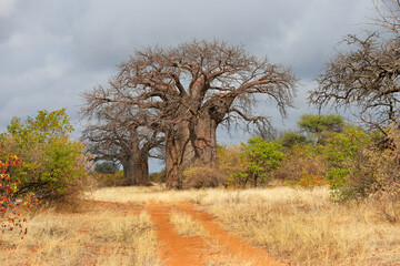Large baobab trees in mopane savanna during the dry season, Limpopo province, South Africa.