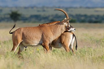 Two rare roan antelope (Hippotragus equinus) in natural habitat, Mokala National Park, South Africa.