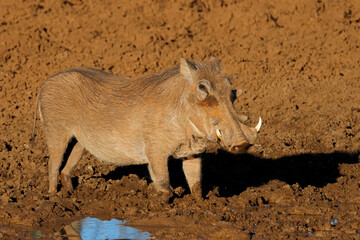 A warthog (Phacochoerus africanus) in a muddy waterhole, Mokala National Park, South Africa.