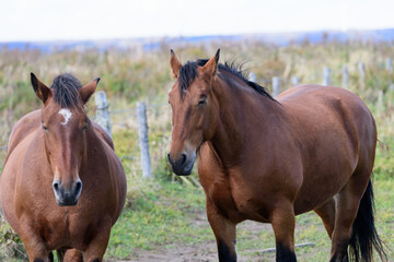 Fototapeta premium 北海道の馬 