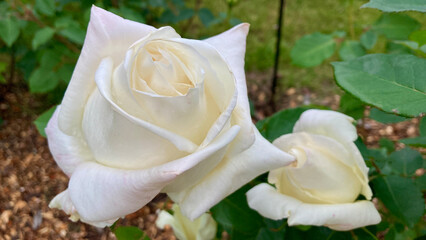 Pristine white roses nestled in emerald foliage