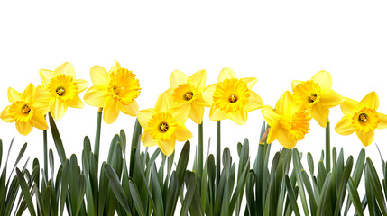 A vibrant display of blooming yellow daffodil flowers in full bloom, isolated against a white background. Perfect for spring and nature themes.