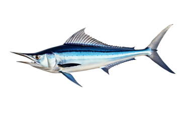 Blue marlin on transparent background Generative AI