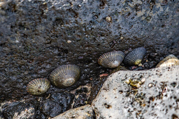 Cellana exarata,  black-foot ʻopihi and Hawaiian blackfoot is a species of edible true limpet, a marine gastropod mollusc in the family Nacellidae, Poipu Beach Park，Kauai, Hawaii
