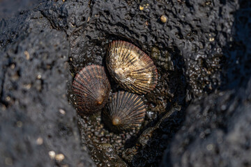 Cellana exarata,  black-foot ʻopihi and Hawaiian blackfoot is a species of edible true limpet, a marine gastropod mollusc in the family Nacellidae, Poipu Beach Park，Kauai, Hawaii

