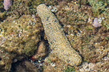 Holothuria atra, black sea cucumber or lollyfish, is a species of marine invertebrate in the family Holothuriidae. Poipu Beach Park，Kauai, Hawaii
