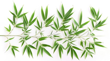 Fototapeta premium green bamboo leaves on white background