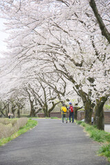 a walkway and blooming sakura trees in a park. two friends walking together, back side view