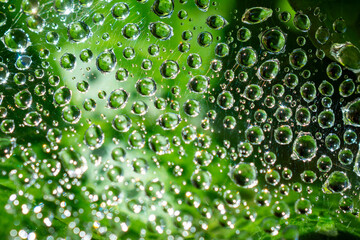 Abstract view of raindrops suspended on a spider's web.