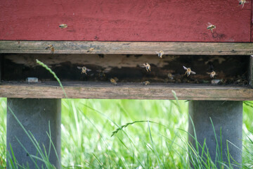 many bees fly in and out of a hive