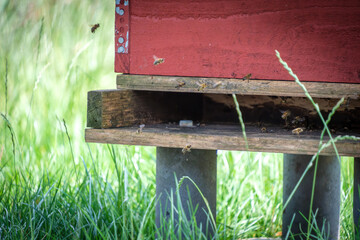 many bees fly in and out of a hive
