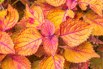 Red foliage of the plant Coleus - bright red leaves close-up, natural background, flower abstract texture.