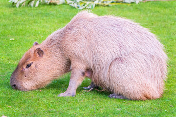 A large capybara lies on the green grass in the park