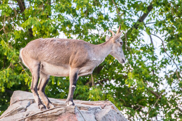 Bharal or Himalayan blue sheep or naur (Pseudois nayaur), female