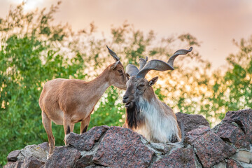 Markhor male and female on the rock. Latin name - Capra falconeri
