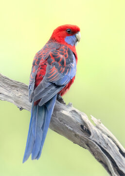 A wild crimson rosella (Platycercus elegans) perched on a branch with blurred background, Australia