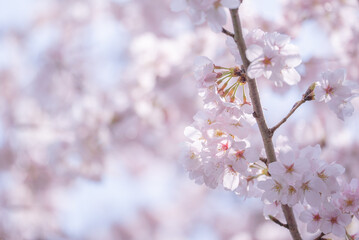 ピンクの背景にさくら
