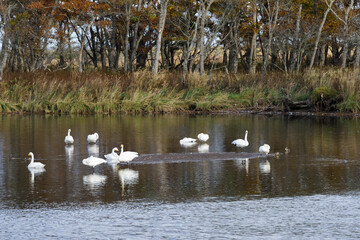 北海道　尾岱沼と白鳥