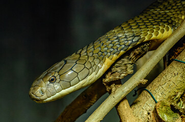 king cobra (Ophiophagus hannah) portrait