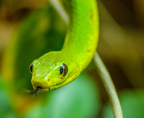 western green mamba (Dendroaspis viridis) portrait