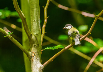 great tit (Parus major) on a branch