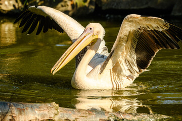 rosy or great white pelican (Pelecanus onocrotalus) spreading wings