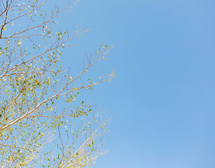 Tree branches, blue sky background
