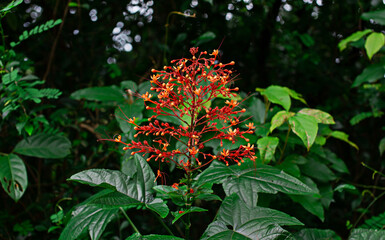 Orange flowers surrounded by green leaves.