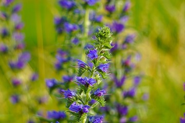 vibrant purple wildflowers in bloom against a blurred green background