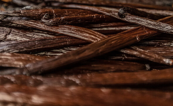 Gousses de Vanille de Tahiti, vanilla tahitensis 