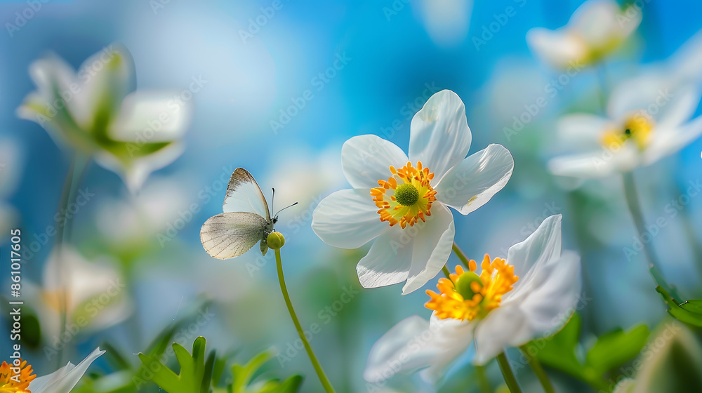 Poster detail with shallow focus of white anemone flower with yellow stamens and butterfly in nature macro 