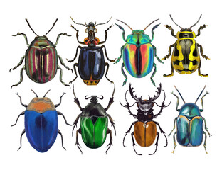 Tropical Exotic Beetles Set Isolated