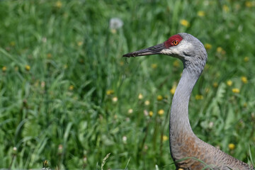 Profile of a Sandhill Crane (Antigone canadensis) in an Alaska meadow.