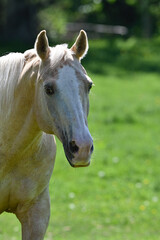White horse in the field