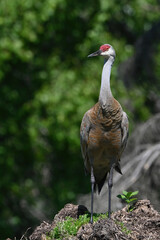 A Sandhill Crane (Antigone canadensis) stands guard on a debris mound at the edge of an Alaska meadow.