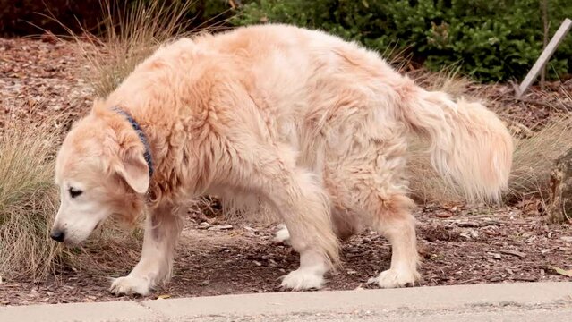 Dog Pooping on Great Ocean Road