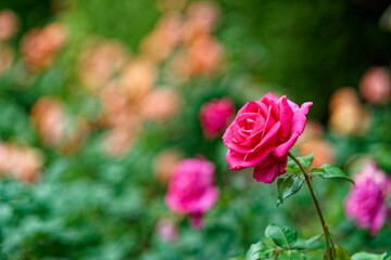 花壇に咲くピンクのバラ
