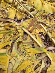 yellow leaves on the ground