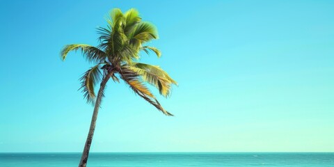  Palm tree on the beach with blue sky and ocean.
