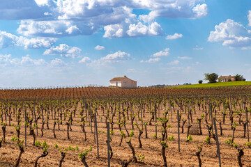 Vineyards near El Provencio, La Mancha designation of origin. Cuenca, Castile la Mancha, Spain.
