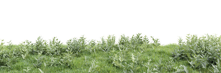Obraz premium Green grass on transparent background 3d rendering