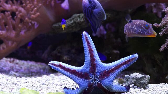 starfish on the ocean floor