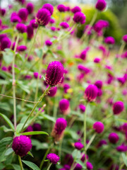 Obraz premium close up of a pink flower