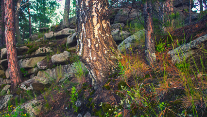 Birch trunk on a rock background